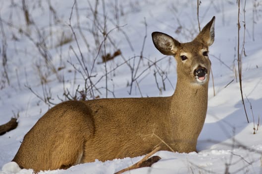 Beautiful isolated photo with a wild deer laying on the snow in the forest