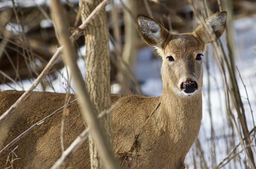 Beautiful isolated photo with a wild deer in the snowy forest