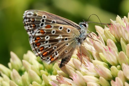 multi-colored butterfly on flowering plants drinking nectar