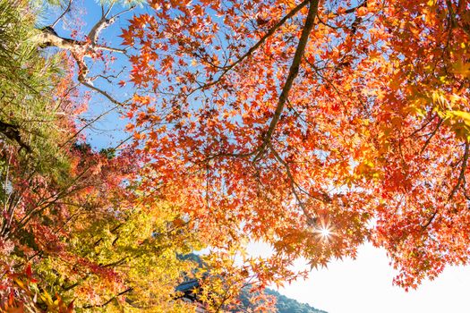 autumn leaves Yellow, orange and red in beautiful fall park.