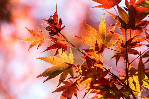 autumn leaves Yellow, orange and red in beautiful fall park.