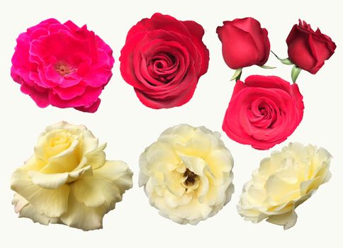 Closeup photo collection of roses isolated on white background. Set of yellow, pink, red rose.