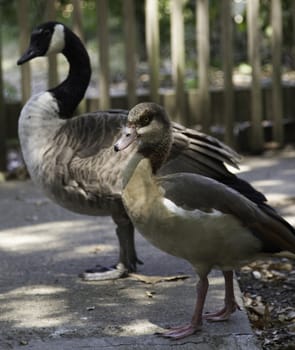 Canada and Egyptian geese strutting down a sidewalk