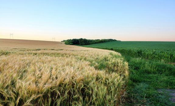 the fields of corn and barley separated winding country road and the bushes
