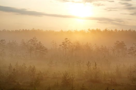 the silhouettes of the trees in the fog at the background of the rising sun