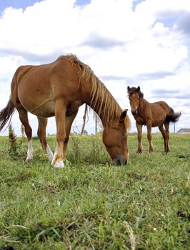 two horses graze in the summer on a meadow in summer day