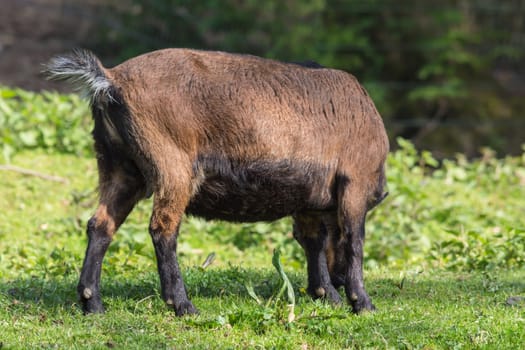 Brown goat on a meadow at pasture.