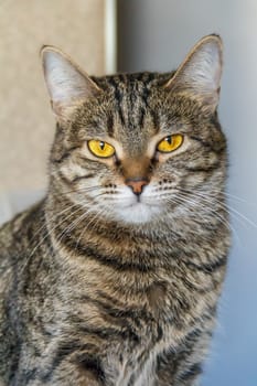 Portrait of beautiful serious cat looking at camera