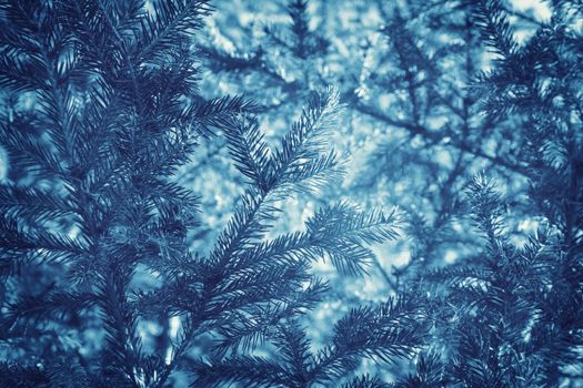 New year background with Christmas tree branches