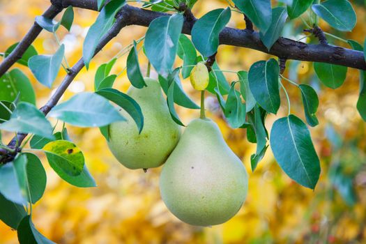 Bright fall harvest photo with fruits hanging on branch with green leaves on yellow and orange background