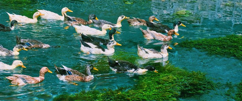 Ducks (Anas Platyrhynchos) Swimming Down the River