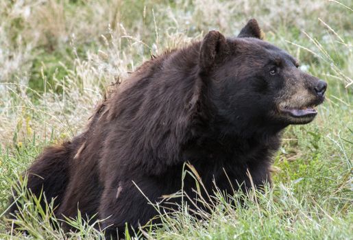 A black bear in a field outside of Rapid City, South Dakota.