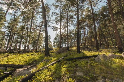 The forested area near Devils Tower in Wyoming.