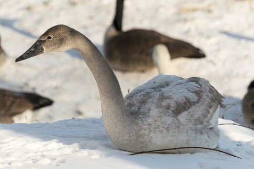 A young swan in Monticello, Minnesota.