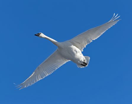 A trumpeter swan in flight