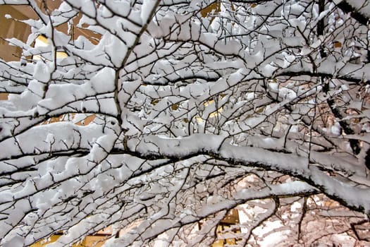 A heavy accumulation of snow on fragile tree branches in Minnesota.