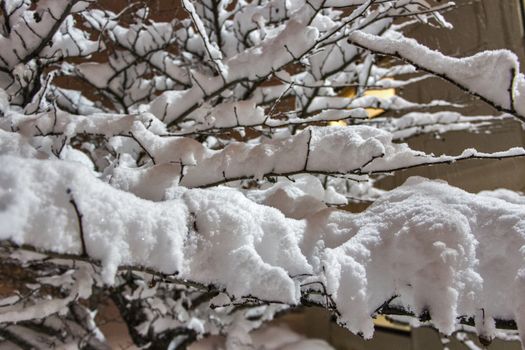 A heavy accumulation of snow on fragile tree branches in Minnesota.