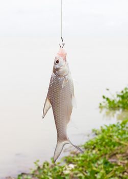 Soldier river barb fish (Cyclocheilichthys enoplos ) on the hook in the lake