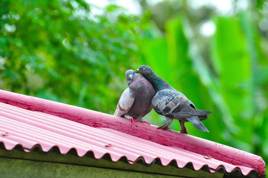 Animals Birds pair of lovely dove stand on pink roof.