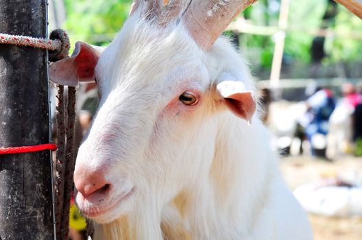 white goat with large horns and long beard in a farm.