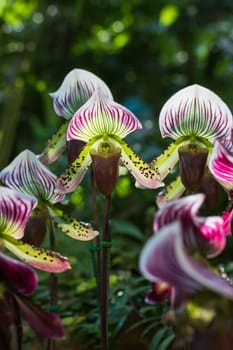 Close up Paphiopedilum of Orchid flower, or Lady slipper orchid flower