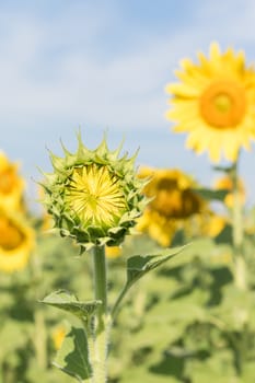 Close up Sunflower growth and blooming in field