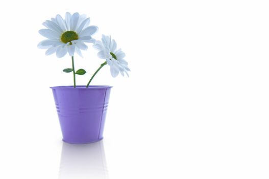 Two isolated white spring daisies in a plant pot with space for text