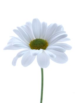 Close up of a daisy over a white background