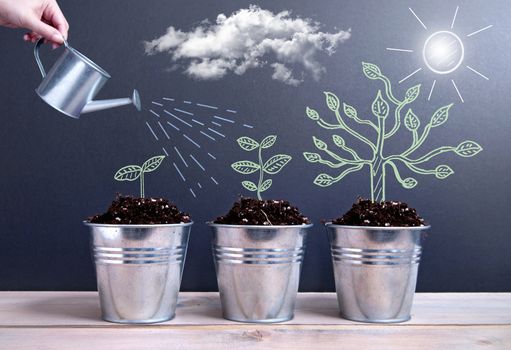 Different phases of plant growth evolution sketched on a chalkboard inside pots being watered 