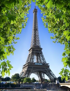 Eiffel Tower and maple tree in Paris, France