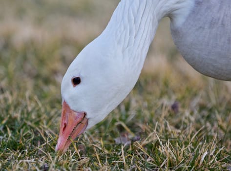 Beautiful isolated photo of a wild snow goose