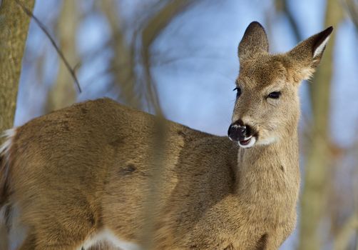 Beautiful isolated photo of wild deer in the forest