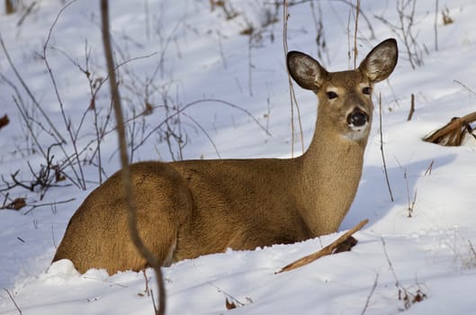 Beautiful isolated photo of wild deer in the forest on the snow