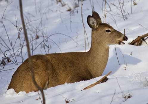 Beautiful isolated photo with a wild deer in the forest on the snow