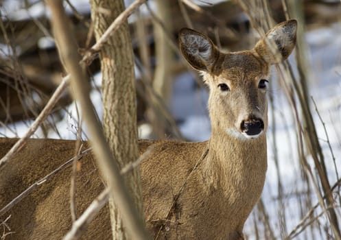 Beautiful isolated photo with a wild deer in the snowy forest