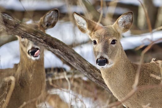 Beautiful isolated photo with wild deer in the snowy forest