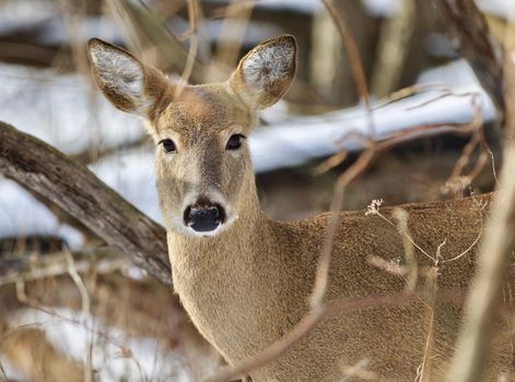 Beautiful isolated photo with a wild deer in the snowy forest