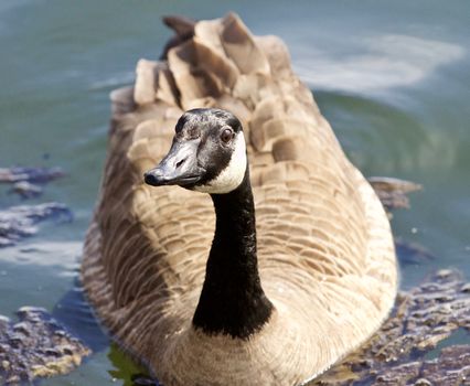 Beautiful isolated photo of a wild Canada goose