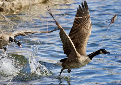 Beautiful isolated photo of a wild Canada goose running away