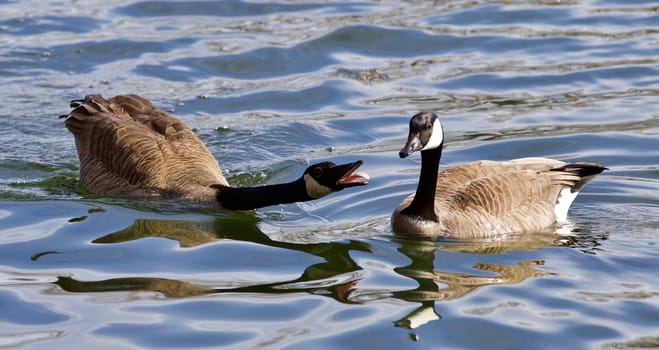 Beautiful isolated photo of the wild Canada geese