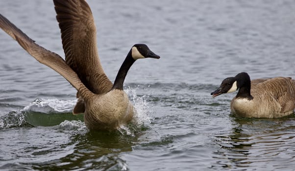 Beautiful isolated photo of the wild Canada geese