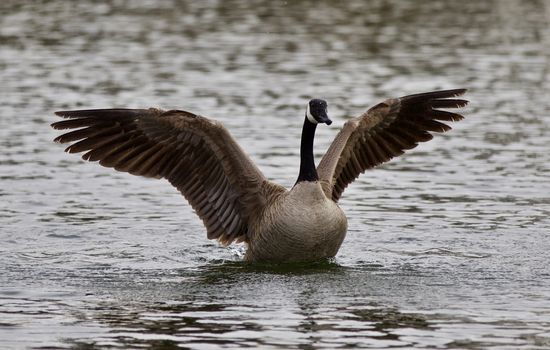 Beautiful isolated photo of a cute wild Canada goose in the lake