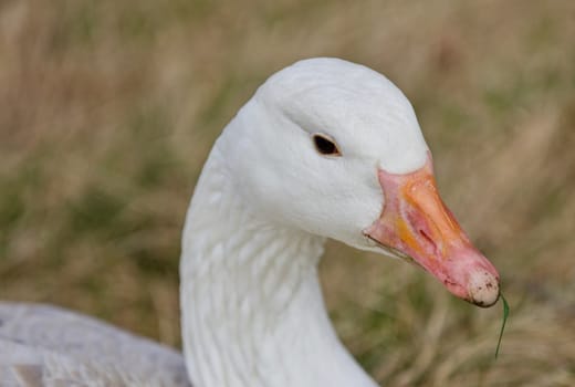 Beautiful isolated photo of a wild snow goose