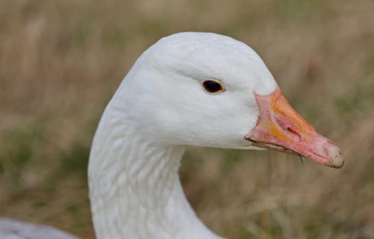 Beautiful isolated photo of a wild snow goose