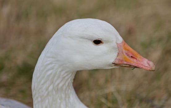 Beautiful isolated photo of a wild snow goose