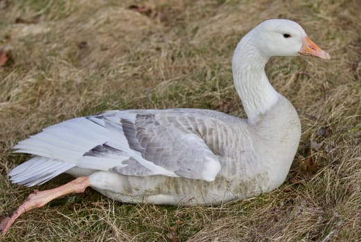 Beautiful isolated photo of a wild snow goose