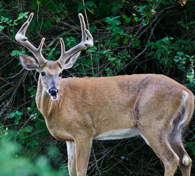 Beautiful isolated photo of a wild male deer with the horns