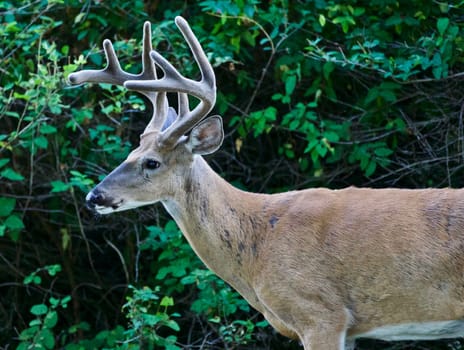 Beautiful isolated photo of a wild male deer with the horns