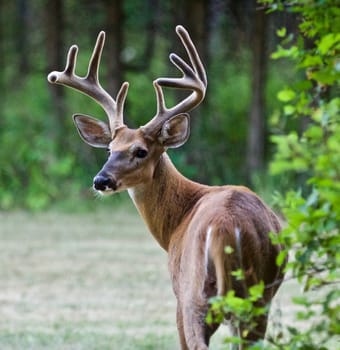 Beautiful isolated photo of a wild male deer with the horns