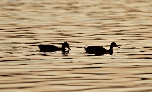 Beautiful isolated photo of two ducks in a lake on the sunset